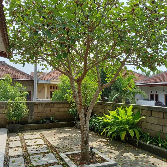 9 Tanaman Buah yang Bisa Berbuah Tanpa Pupuk Kimia, Cocok untuk Kebun Rumah