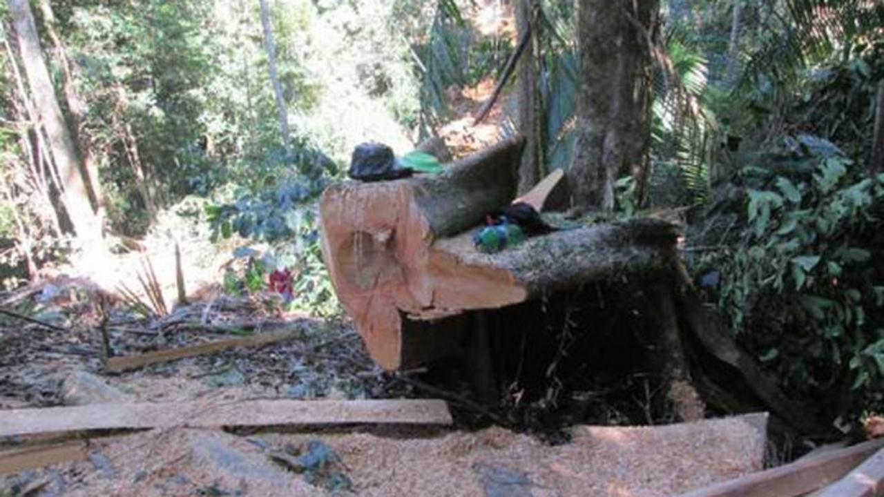 Parahnya kerusakan hutan lindung di Sulut akibat tambang ilegal