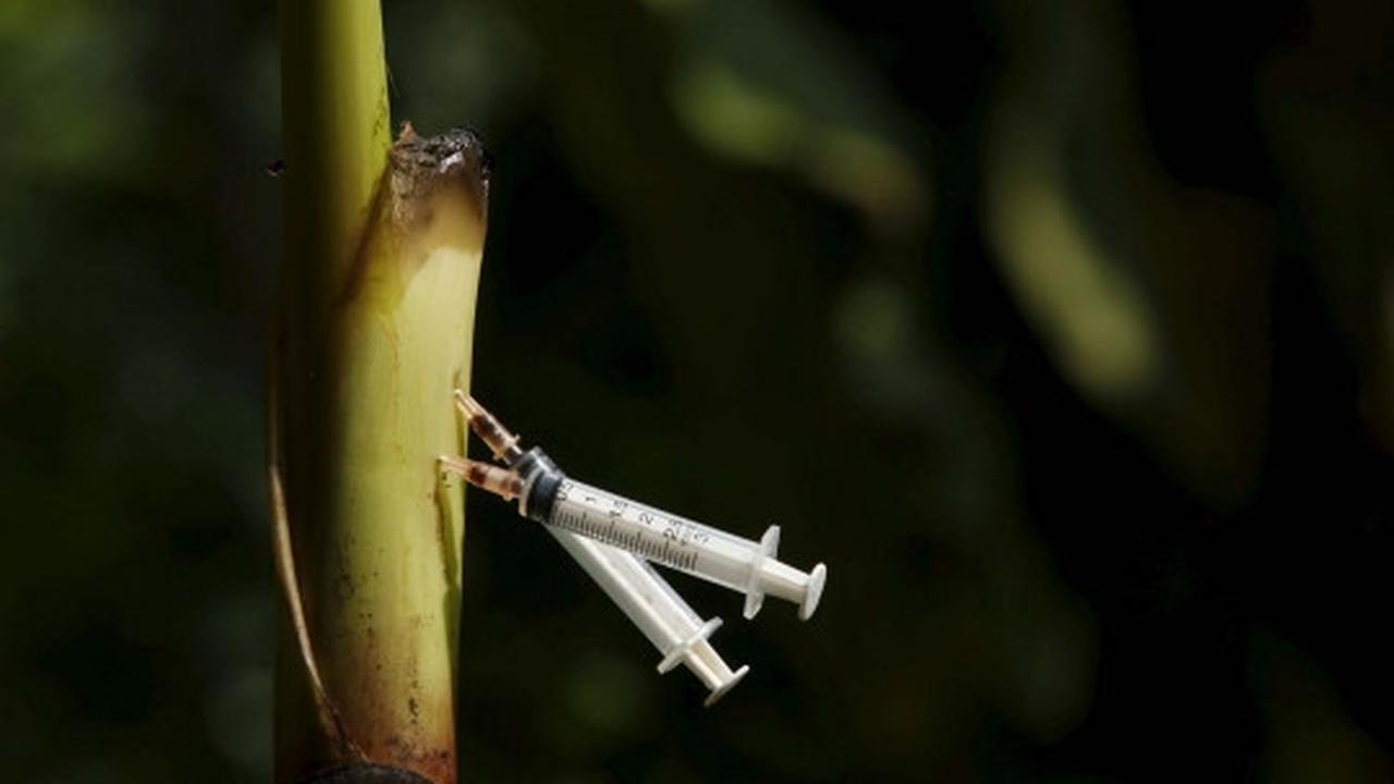 Potret suram pecandu heroin simpan jarum suntik di pohon pisang