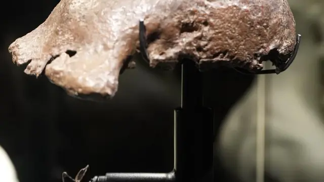 Fosil Java Man Pulang Kampung Setelah 130 Tahun, Dipajang di Museum Nasional Indonesia