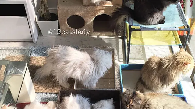 Pelihara 12 Kucing Persia di Rumah, Wanita Ini Malah Jadi Selebgram
