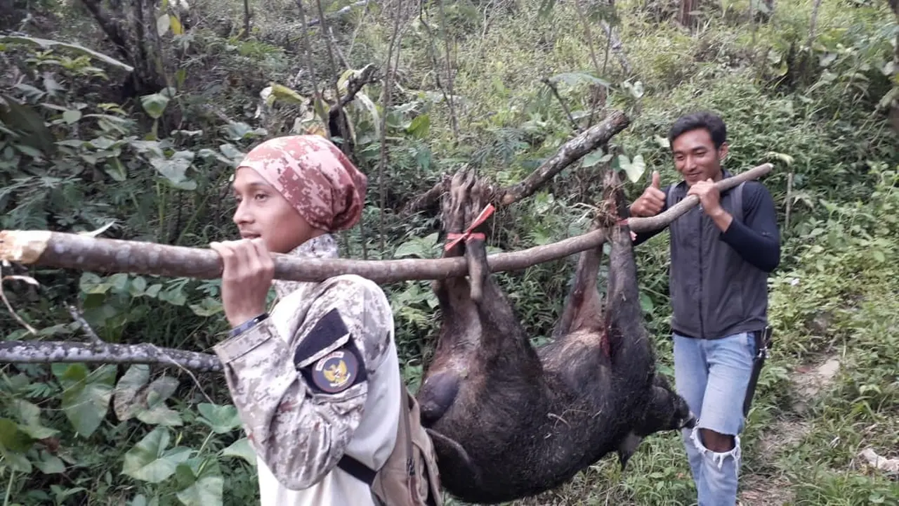 Sebanyak 30 ekor celeng, di Dawuhan, Wanayasa, Banjarnegara berhasil ditangkap pada September 2019. (Foto: Liputan6.com/Supriyanto untuk Muhamad Ridlo)