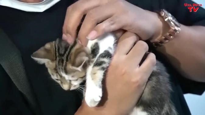 Potret Kucing Bercorak Manusia Milik Rieta Amilia. (Sumber: YouTube/Uya Kuya TV)