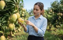 Cara Mengatasi Lalat Buah pada Mangga Menjelang Panen, Cegah Buah Busuk dan Gugur