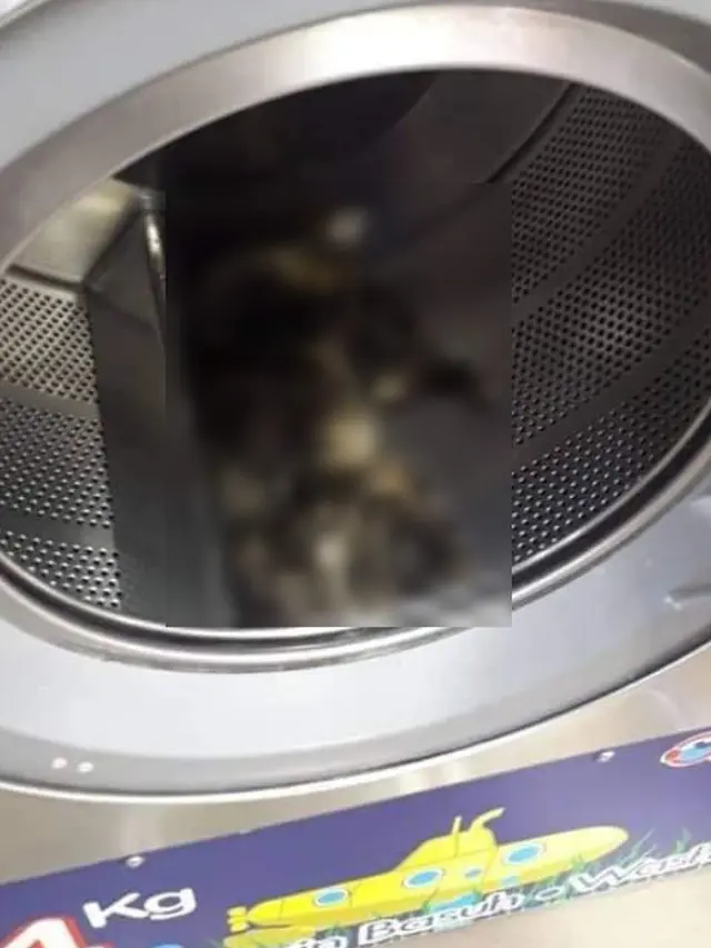 Keji, Pria Ini Bunuh 3 Ekor Kucing dengan Dimasukkan ke Mesin Cuci