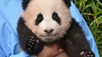 Seorang pengasuh menunjukkan anak panda Fu Bao yang lahir 107 hari lalu di Korea Selatan, saat upacara untuk mengungkapkan namanya di Taman Hiburan Everland di Yongin pada Rabu (4/11/2020). Fu Bao adalah bayi panda pertama yang lahir di Korsel dan merupakan peristiwa langka.  (Jung Yeon-je / AFP)