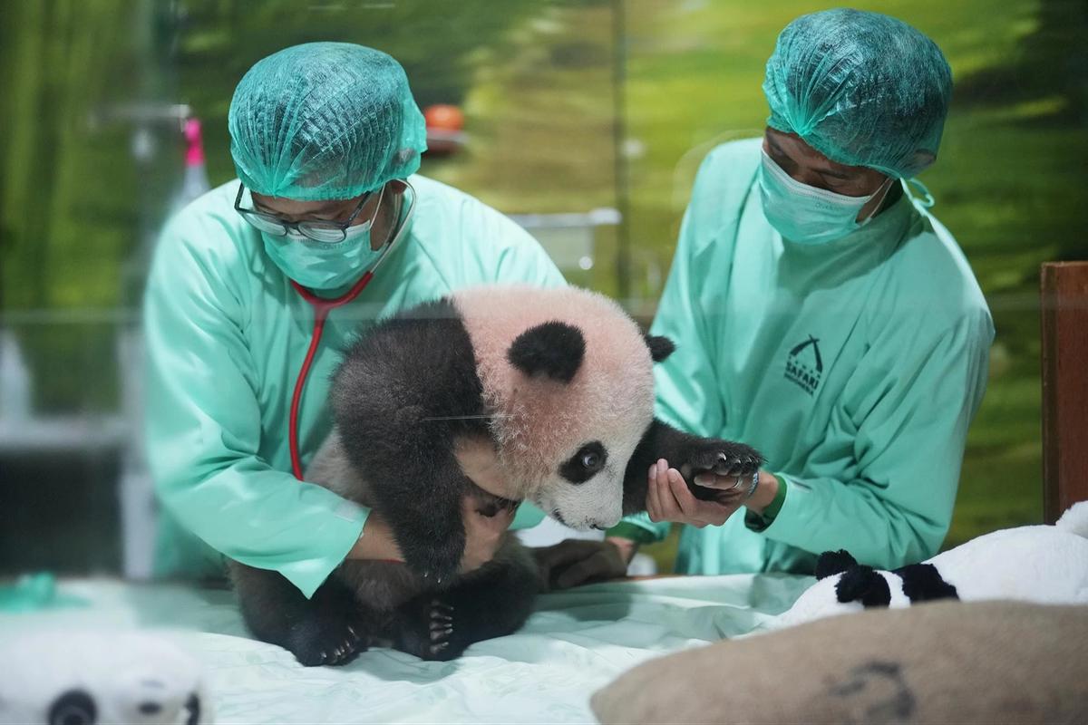 FOTO: Bayi Panda Rio Tumbuh Aktif  Menjelang Diperkenalkan ke Publik