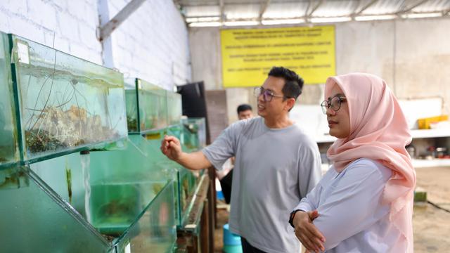 Suwardi, Manager Kampung Lobster Banyuwangi menunjukan proses budi daya lobster kepada bupati Banyuwangi Ipuk Fiestiandani (Istimewa)