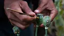Petani menyayat tanaman opium yang ada di sebuah ladang di Hopong, Shan, Myanmar, Sabtu (2/2). Pada tahun 2017, sebanyak 41.000 hektare lahan di Myanmar ditanami opium. (Ye Aung THU/AFP)