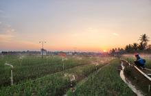 Dorong Ketahanan Pangan, Pengguna Electrifying Agriculture PLN Sulselrabar Meningkat 8,2 Persen