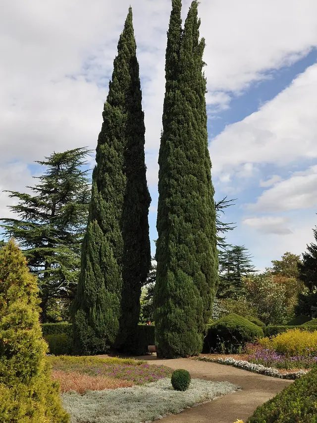 Cemara Italia