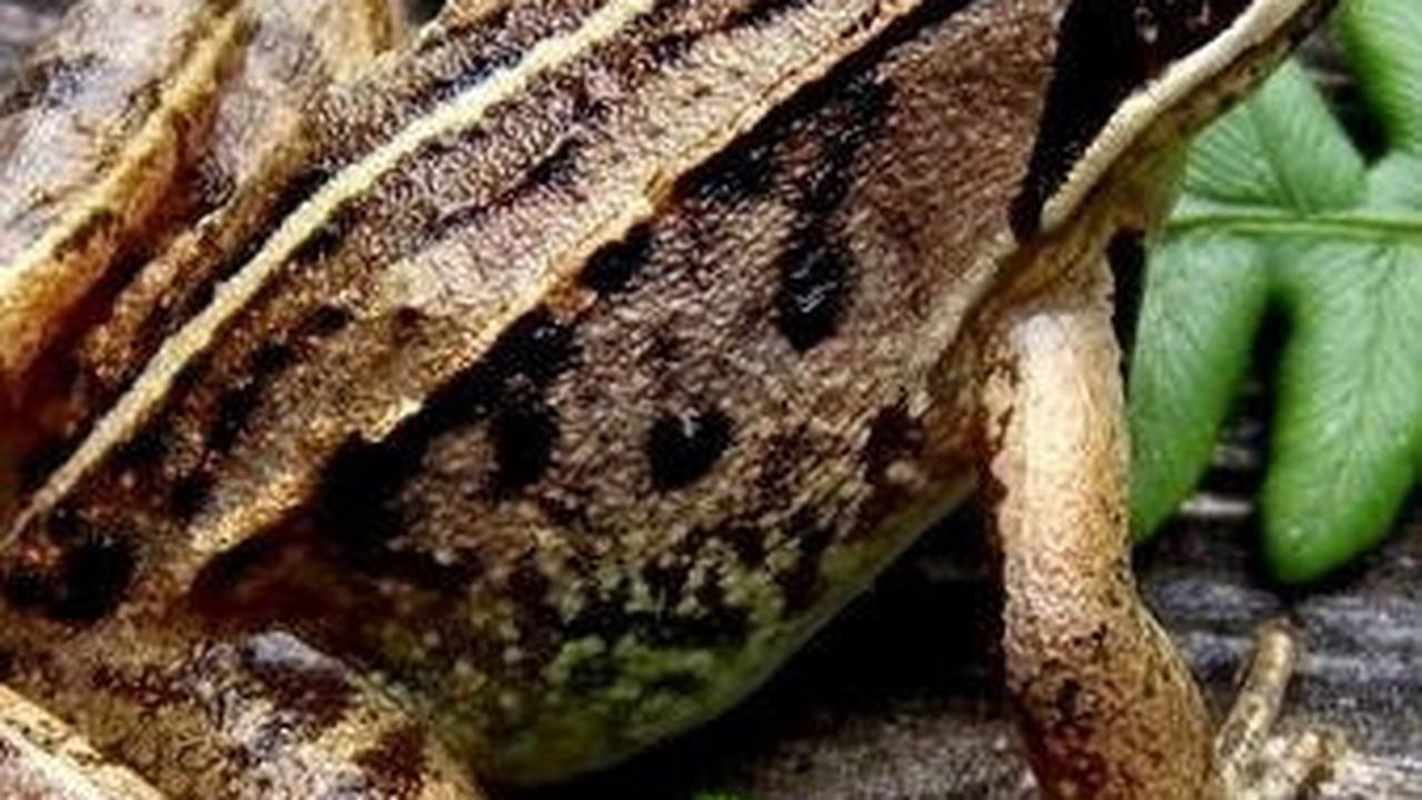 <b>Katak Kayu Berhibernasi dengan Menghentikan Denyut Jantung dan Napas</b><br>