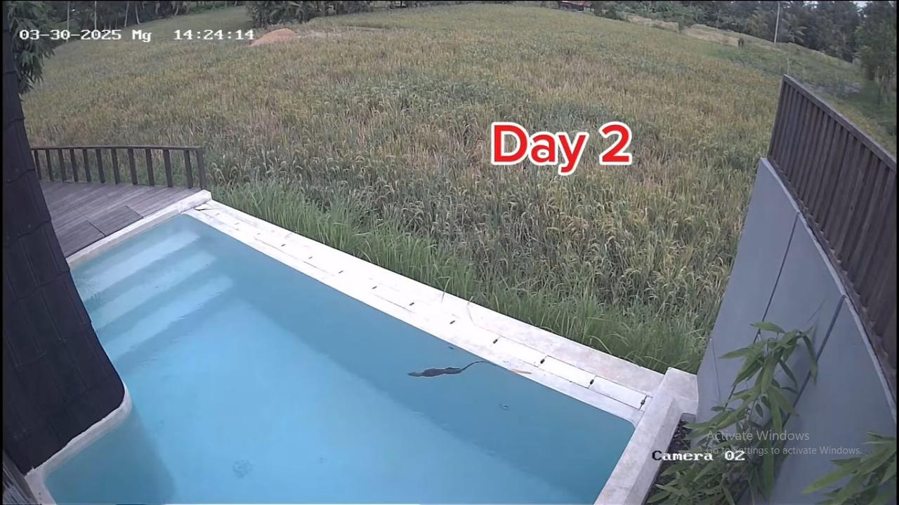 Dikta Bagikan Kondisi Vilanya Lewat CCTV, Ada 'Tamu' Tak Diundang Berenang di Kolam Berhari-hari