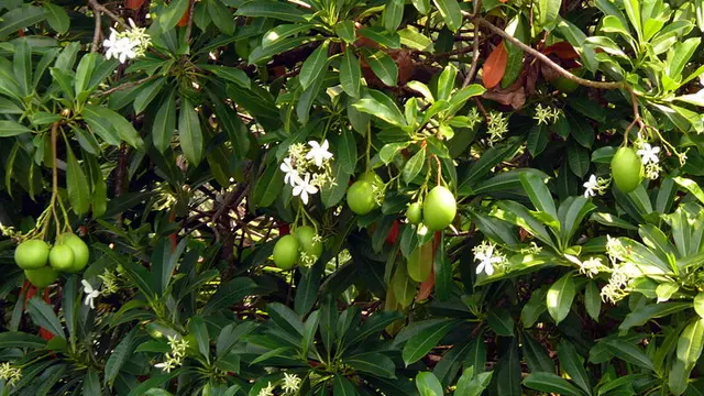 Pohon Bunuh Diri