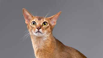 Yuk, Kenali 10 Ras Kucing dengan Telinga yang Besar