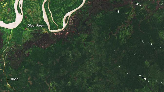 Foto deforestasi di Papua (NASA, USGS, University of Maryland)