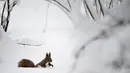 Seekor tupai terlihat di sebuah taman yang memutih saat hujan salju lebat di Moskow, Rusia, 31 Januari 2018. Moskow di musim dingin akan dibalut salju putih dan jauh lebih dingin daripada biasanya. (AP/Alexander Zemlianichenko)