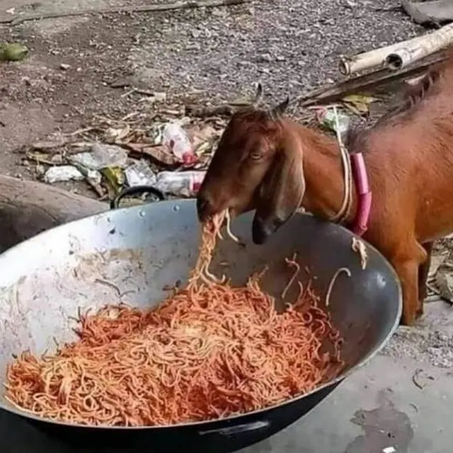6 Potret Hewan Makan Mi Instan Ini Bikin Geleng Kepala