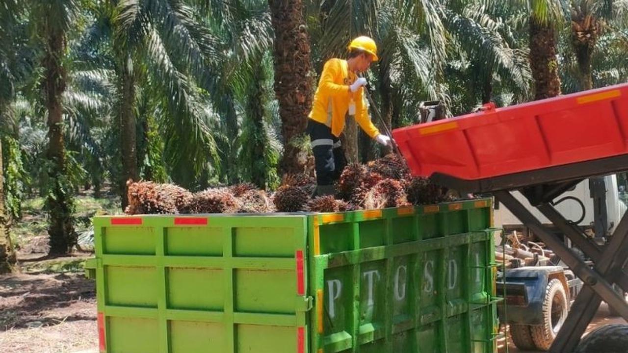 Industri Sawit Nasional: Pilar Ekonomi dan Solusi Ketahanan Pangan Indonesia