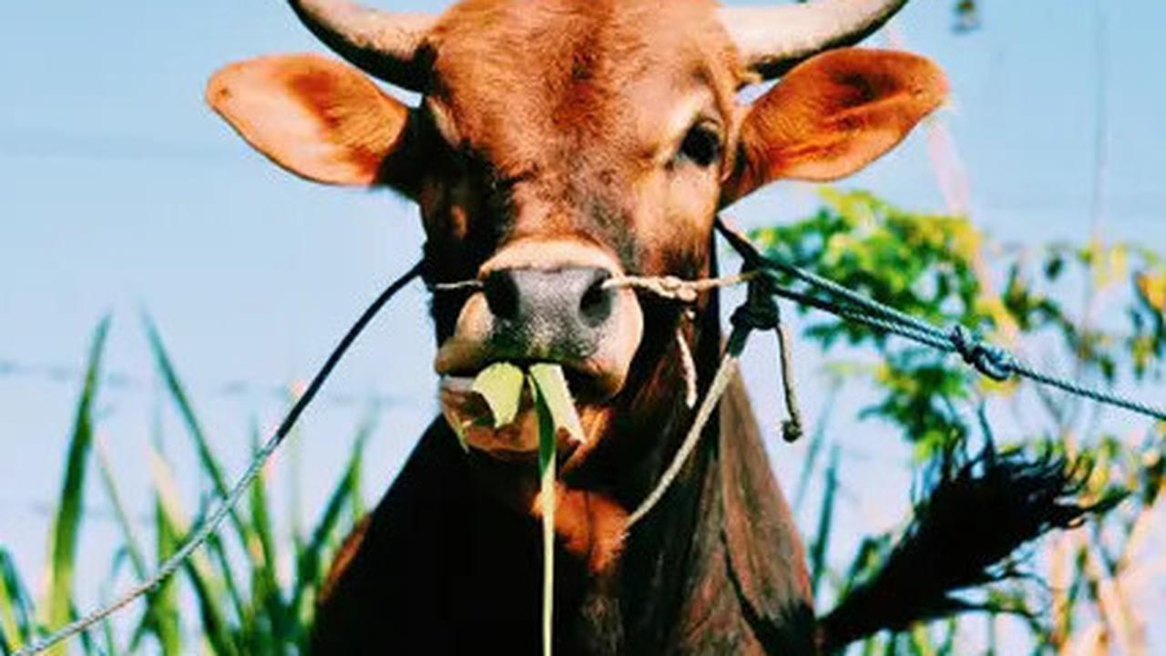 Sapi Kurban Mahal Presiden Prabowo di Mamuju Mati Mendadak, Kemungkinan Kena Racun