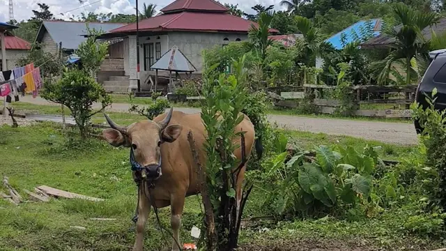 Hewan kurban dari Dompet Dhuafa untuk warga Kampung Wabloi