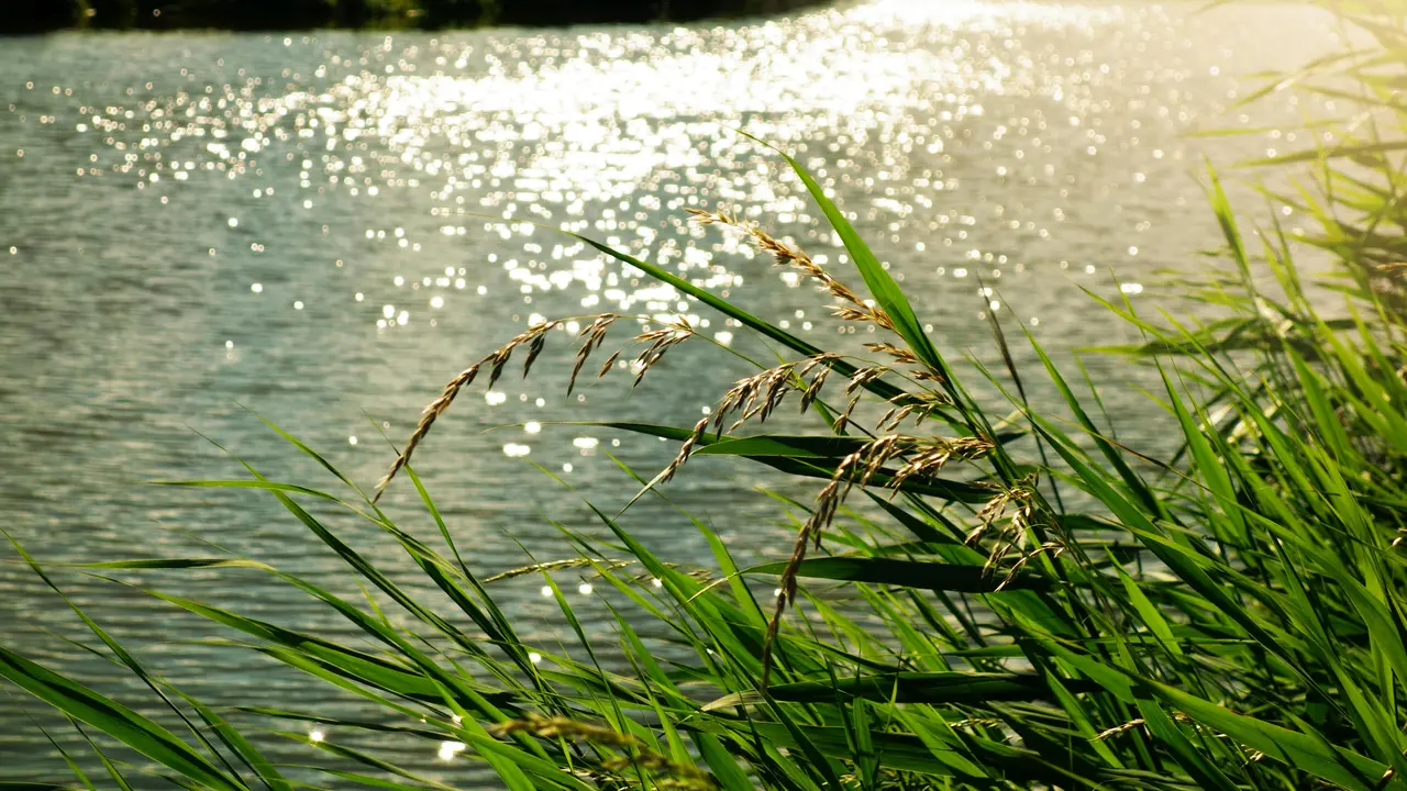 Sungai