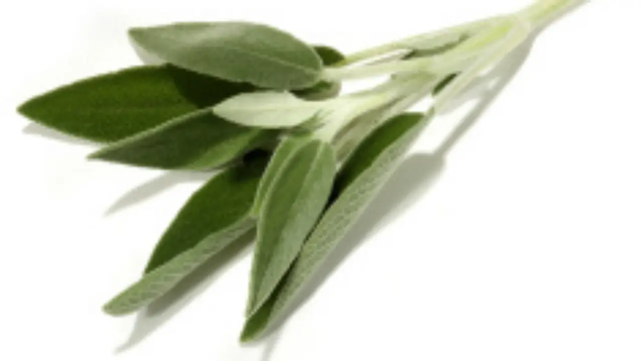 Daun Sage
