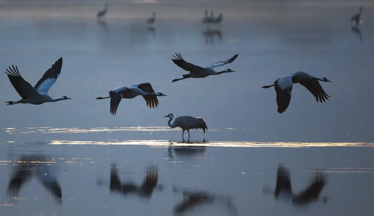 Burung bangau yang melakukan migrasi berkumpul bersama di kawasan konservasi Danau Hula, utara Laut Galilea, Israel, Rabu (24/2/2021). Lebih dari setengah miliar burung dari sekitar 400 spesies berbeda melewati Lembah Jordan ke Afrika dan kembali ke Eropa sepanjang tahun ini. (AP Photo/Oded Balilty)