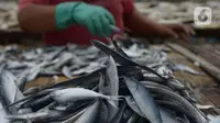 Pekerja menjemur ikan asin di Sentra Pengolahan Ikan Asin Kampung Nelayan Muara Angke, Jakarta, Selasa (16/11/2021). Produksi ikan asin mengalami harga stabil saat pandemi Covid-19 di level 1 dengan harga jual kisaran Rp 38 ribu per kilogram meski cuaca kurang baik. (merdeka.com/Imam Buhori)