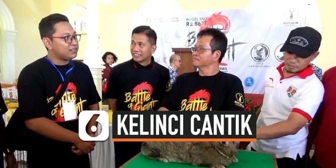 VIDEO: Uniknya Lomba Kelinci Cantik di Magelang