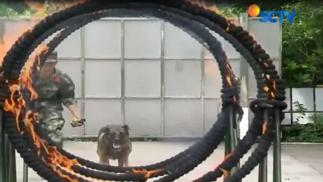 Melompati cincin api dan naik turun rintangan adalah sebagian di antara latihan yang dijalani anjing polisi di pusat pelatihan di China.
