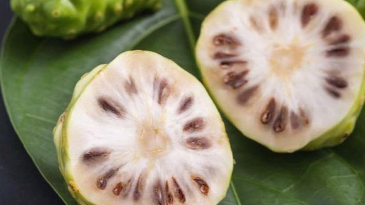 Cara Mudah Membuat Rebusan Mengkudu untuk Turunkan Gula Darah hingga Asam Urat