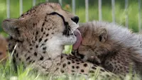 Empat Anak Cheetah Jantan Lahir di Kebun Binatang San Diego