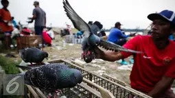 Burung merpati jantan diatas kandangnya dilatih untuk adu ketangkasan di Sunter, Jakarta, Selasa (29/11). Salah satu permainan burung merpati yang dilombakan adalah kolongan, yaitu merupakan salah satu bentuk seni adu tangkas. (Liputan6.com/Faizal Fanani)