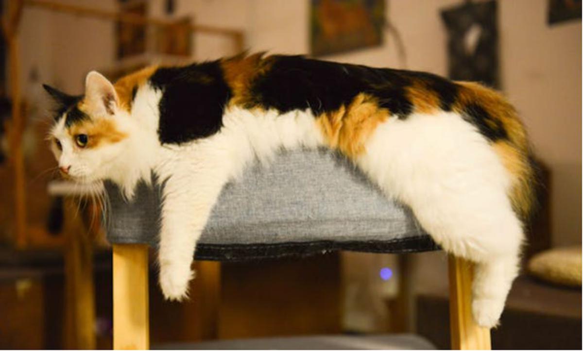 Anjing dan Kucing Bisa Kena Diabetes, Ini Fakta dan Cara Penanganannya