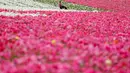 Pengunjung melintas di antara bunga giant recolote ranunculus yang mekar di The Flower Field, Carlsbad Ranch, California, Kamis (21/3/2019). Memiliki luas sebesar 50 hektare, taman bunga ini dibuka setiap tahunnya pada musim semi. (REUTERS/Mike Blake)