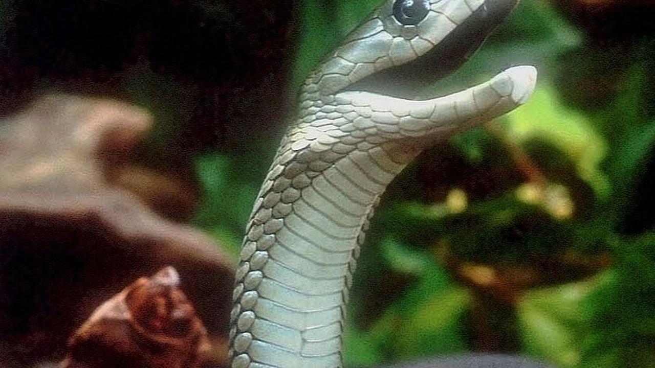 10 Ular Berbisa Paling Mematikan di Dunia, Jangan Pernah Dekat-Dekat!