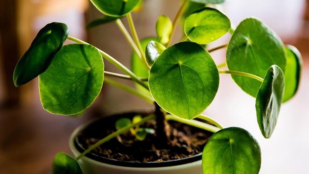Chinese Money Plant