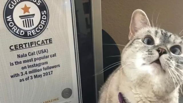 Nala Cat salah satu kucing terkaya dan populer di Instagram