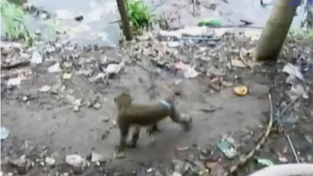 VIDEO: Monyet Liar di Surabaya Turun ke Permukiman Warga