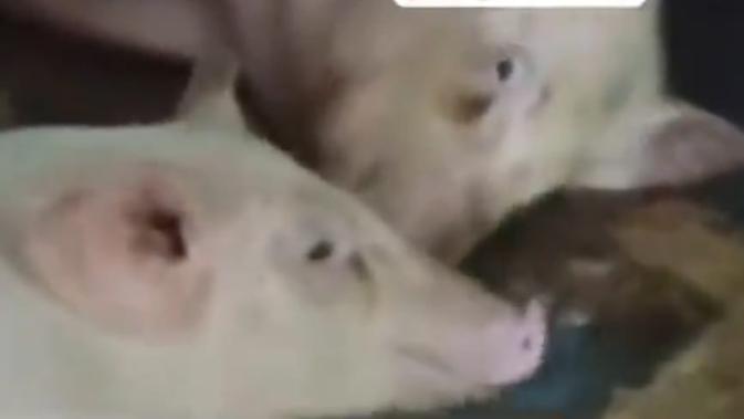 Heboh Mobil Berlabel SPPG Angkut Babi dan Ayam di Nias, Begini Penjelasan BGN Sumut