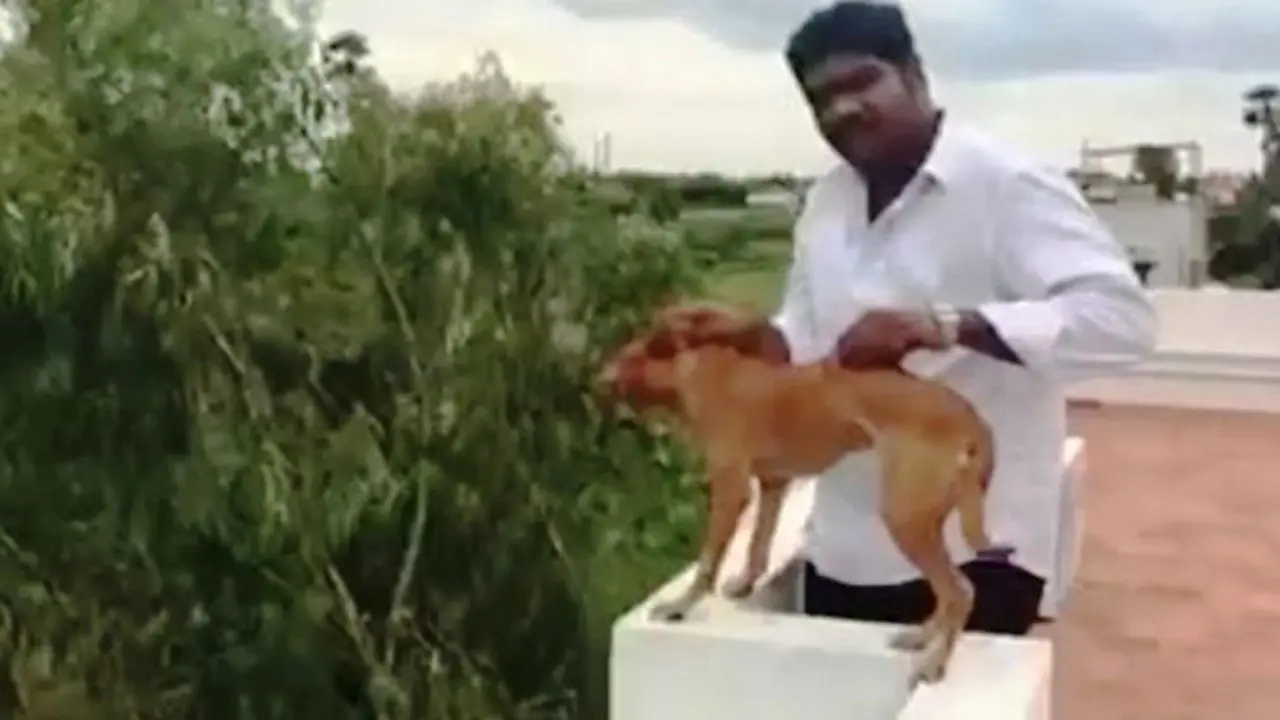 Lempar Anak Anjing Dari Atap, Pria Ini Dikecam Netizen 