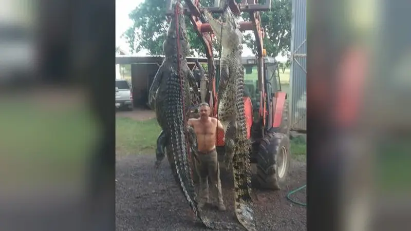 Buaya raksasa pemakan ternak di Darwin, Australia (Facebook)