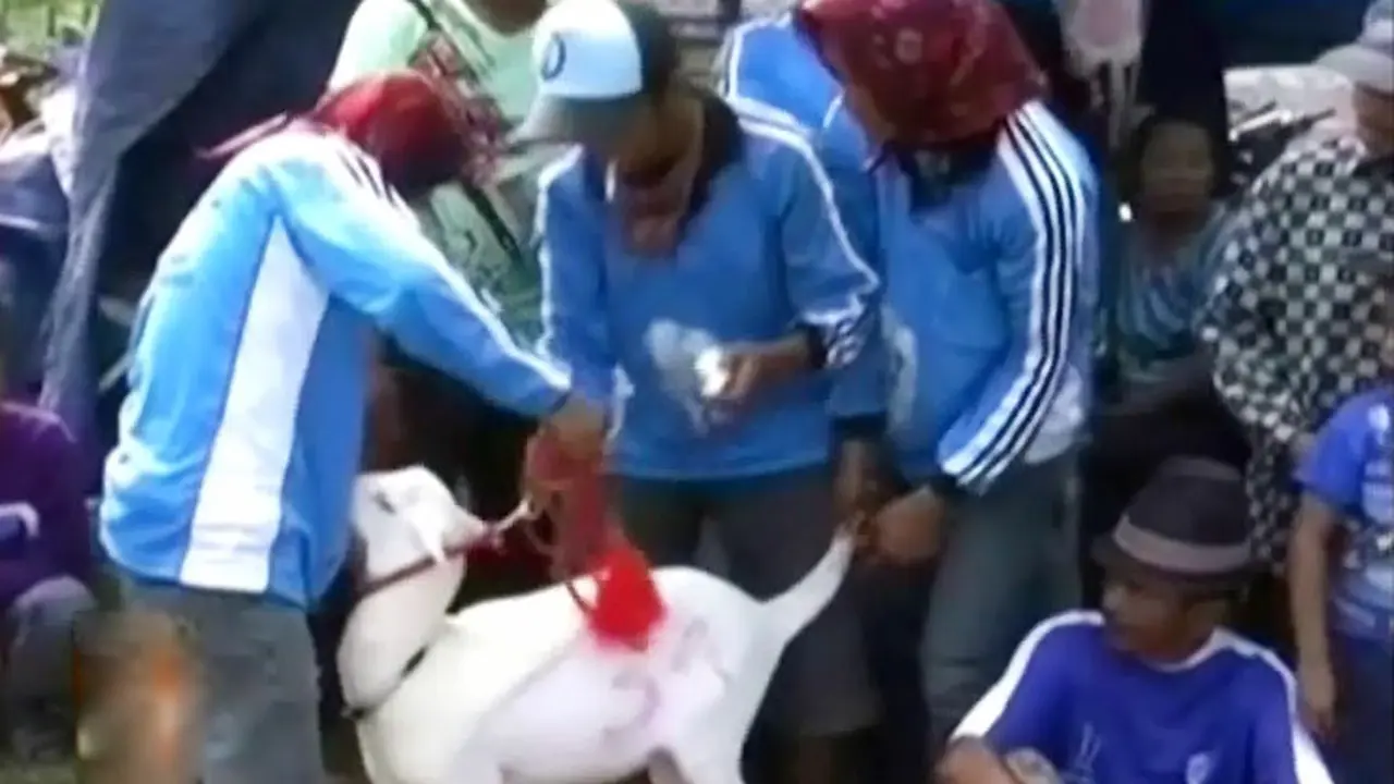 (Lip6 Siang) Karapan-Kambing
