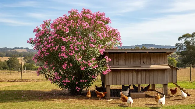 Oleander, Tanaman yang Sebaiknya Tidak Ditanam Dekat Kandang Ayam/Gemini AI