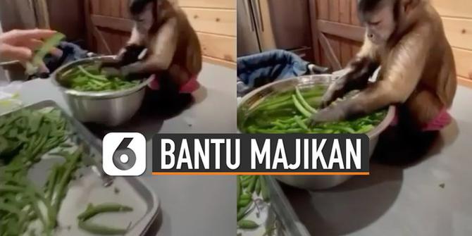 VIDEO: Monyet Bantu Majikan Potong Sayur, Lihat Ekspresinya