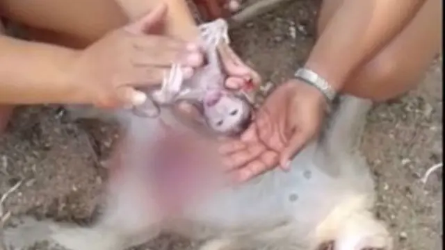 [Bintang] Video Ini Merekam Momen Luar Biasa Saat Seorang Wanita Menyelamatkan Bayi Monyet dari Perut Ibunya yang Mati