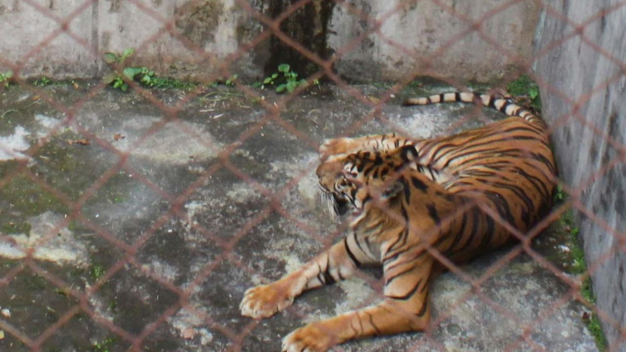 Kehidupan harimau Sumatera di Medan Zoo, Medan, Sumatera Utara, tengah menjadi sorotan setelah tiga ekor satwa asli Indonesia itu mati dalam waktu dua bulan pada akhir tahun 2023 lalu.&nbsp;