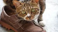 Ilustrasi kucing suka sepatu. (Foto: Pexels)