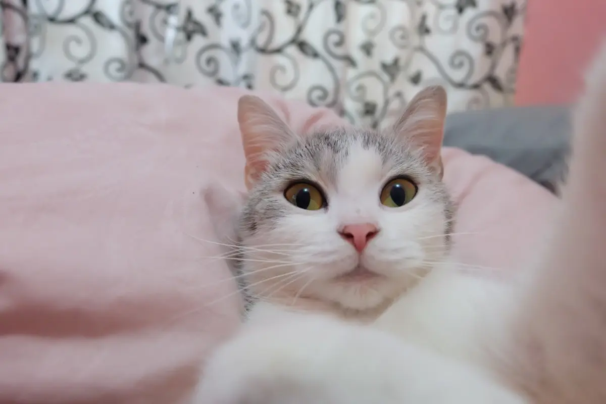 Editor Says: Kucing Kampung Juga Pantas Disayang